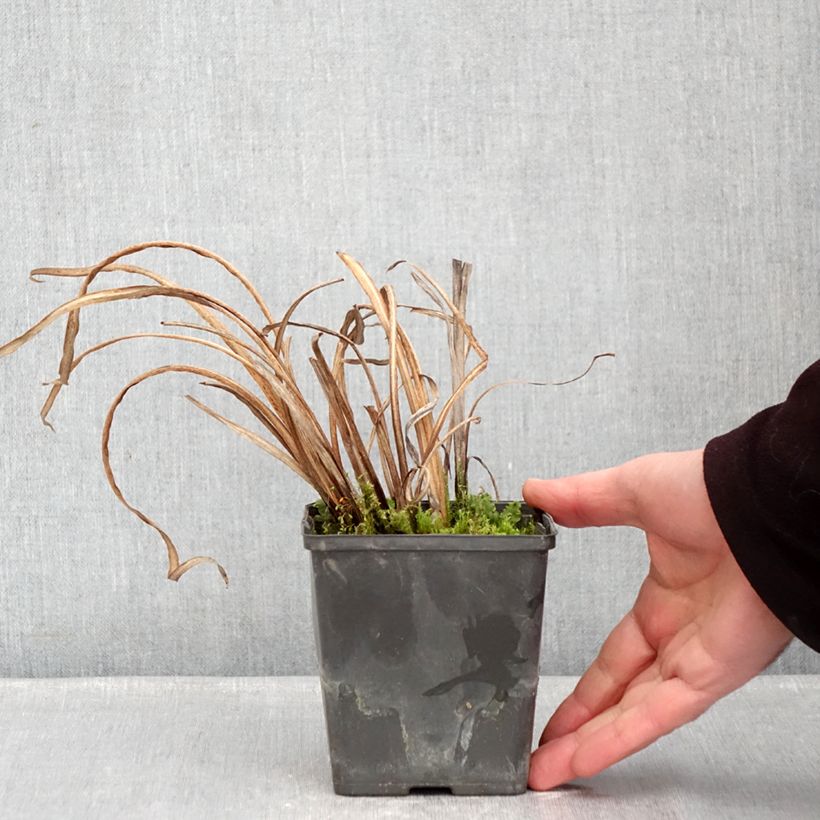 Iris ensata Dinner Plate Tiramisu - Japanese Water Iris 8/9 cm pot sample as delivered in winter