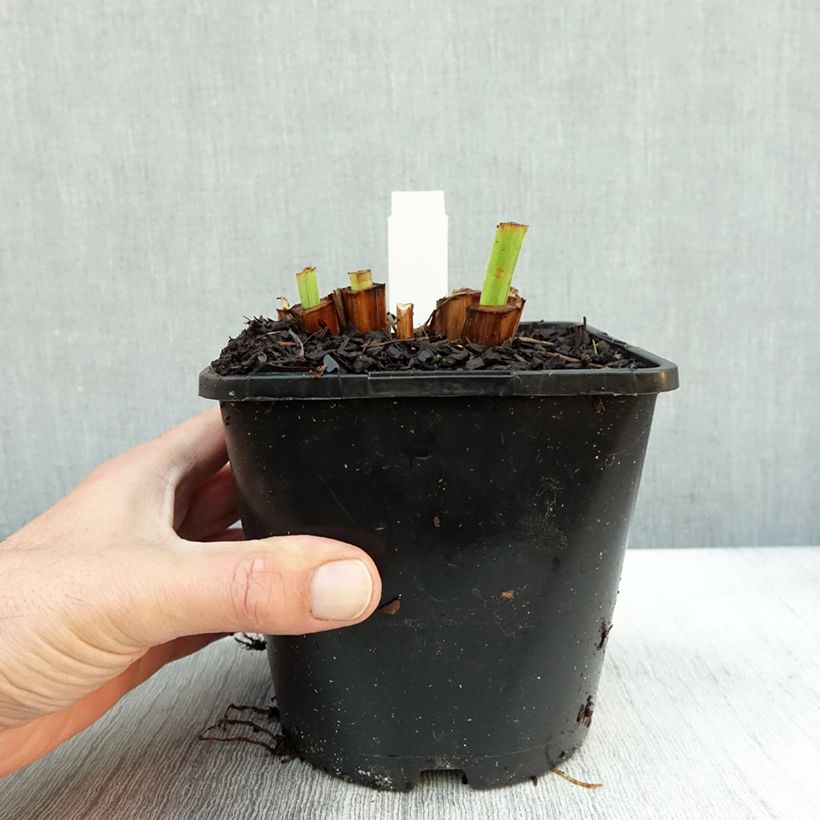 Iris ensata Dinner Plate Tub Tim Grob - Japanese Water Iris 2L/3L pot sample as delivered in autumn