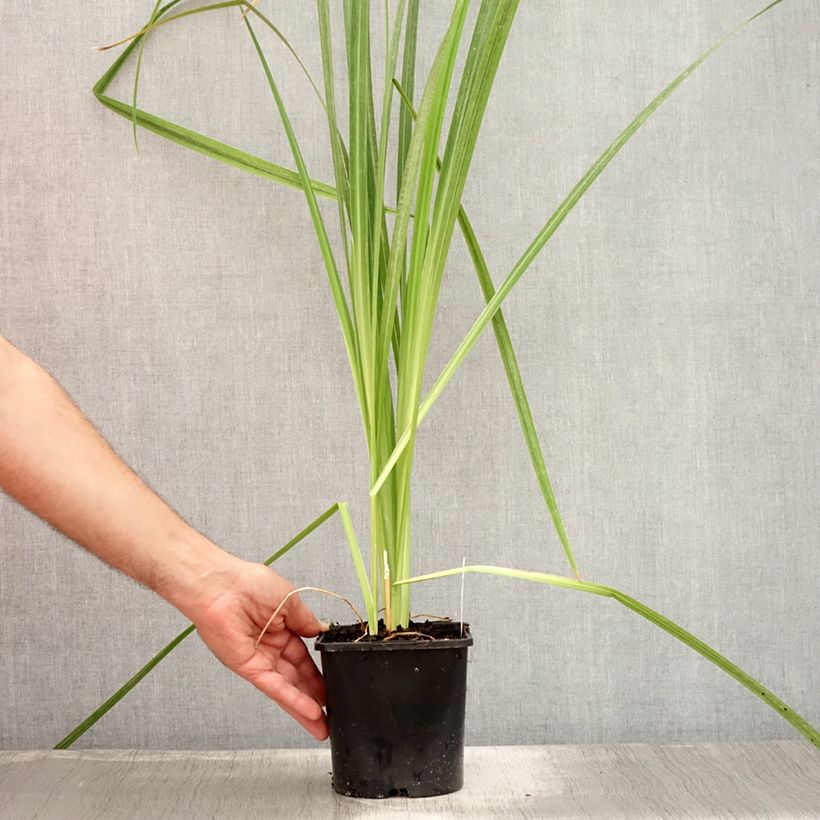Iris ensata Dinner Plate Tub Tim Grob - Japanese Water Iris 2L/3L pot sample as delivered in summer