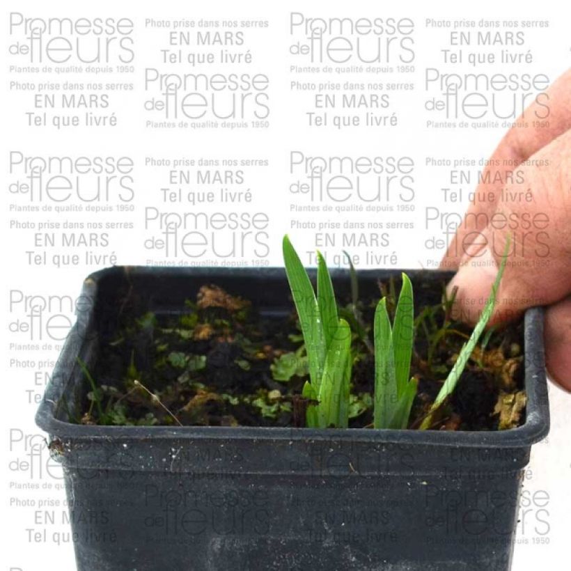 Example of Iris ensata Gold Bound - Japanese Water Iris Bare root specimen as delivered