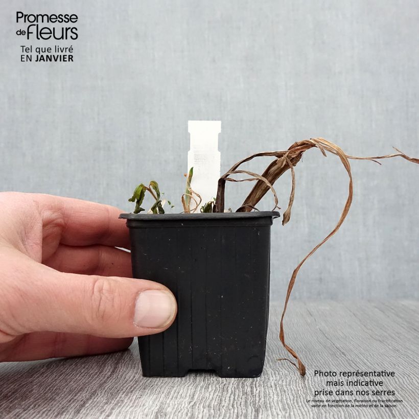 Iris ensata Lady in Waiting - Japanese Water Iris 8/9 cm pot sample as delivered in winter