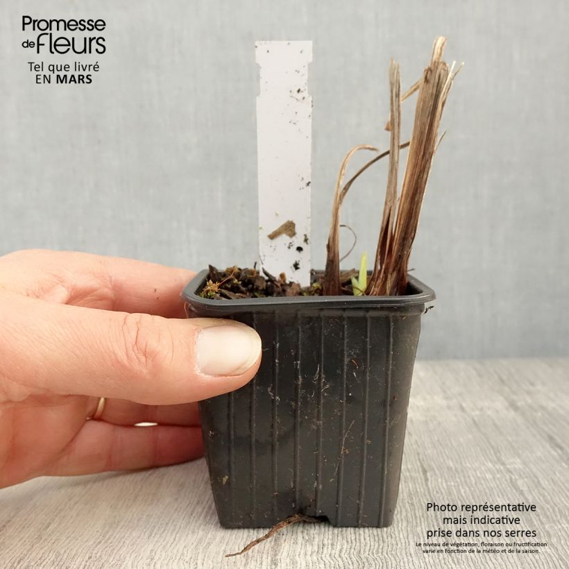 Iris ensata Lady in Waiting - Japanese Water Iris 8/9 cm pot sample as delivered in spring