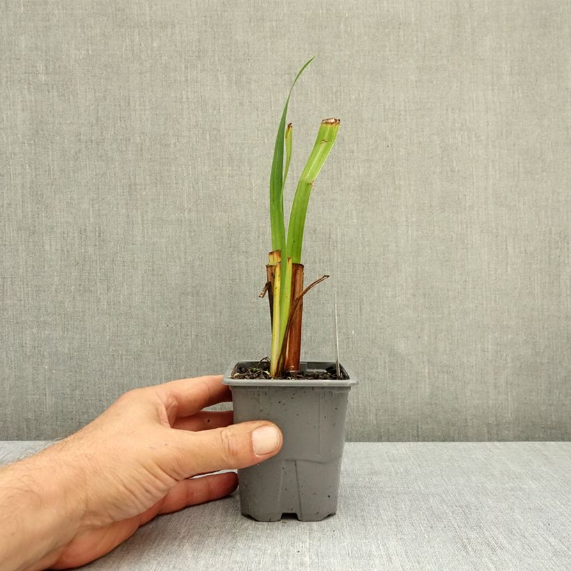 Iris ensata Sensation - Japanese Water Iris 8/9 cm pot sample as delivered in autumn