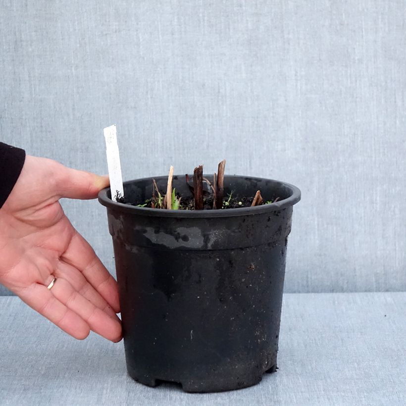 Iris ensata Sugar Dome - Japanese Water Iris 2L/3L pot sample as delivered in spring