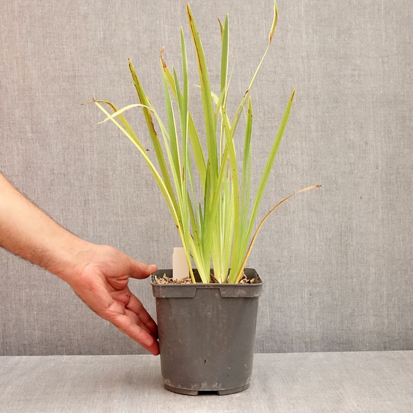 Iris ensata Variegata - Japanese Water Iris 2L/3L pot sample as delivered in autumn