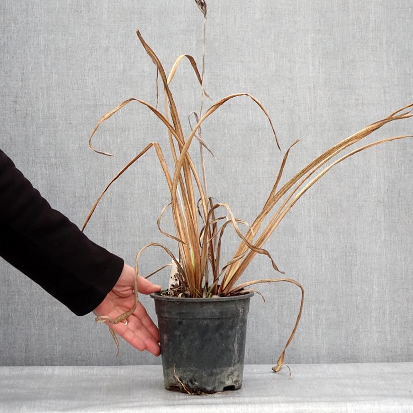 Iris&#x20;ensata&#x20;Variegata&#x20;-&#x20;Japanese&#x20;Water&#x20;Iris&#x20;2L&#x2F;3L&#x20;pot&#x20;sample&#x20;as&#x20;delivered&#x20;in&#x20;winter