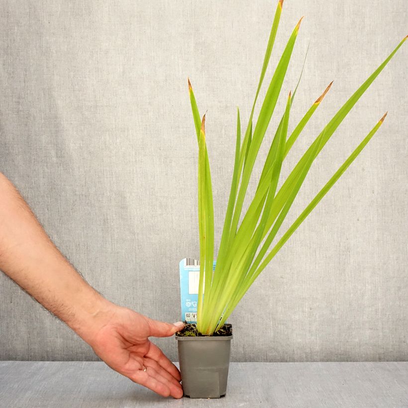 Iris ensata White Ladies - Japanese Water Iris 8/9 cm pot sample as delivered in autumn