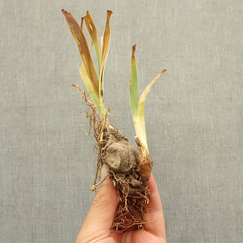 Iris germanica Above The Clouds - Bearded Iris bare-root rhizome sample as delivered in winter