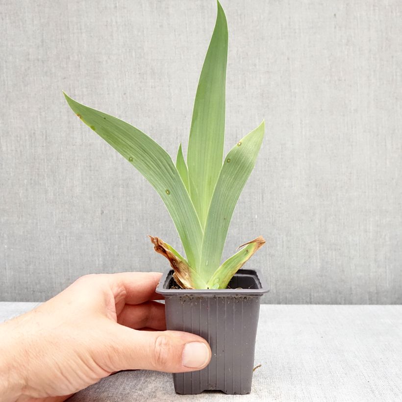 Iris germanica Accent Variegata - Bearded Iris 8/9 cm pot sample as delivered in spring
