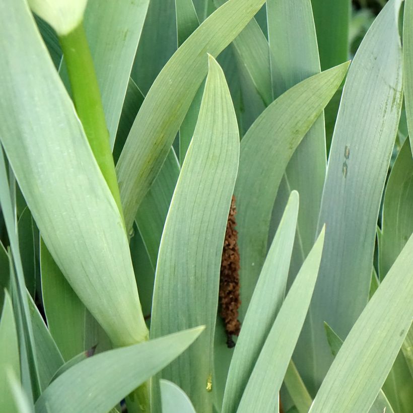 Iris germanica Accent Variegata - Bearded Iris (Foliage)