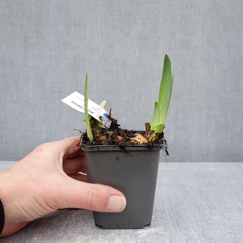 Iris germanica Aigue Marine -Bearded Iris 8/9 cm pot sample as delivered in winter