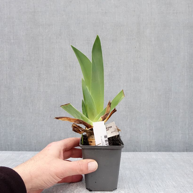 Iris germanica Alpenview - Tall bearded iris 8/9 cm pot sample as delivered in winter