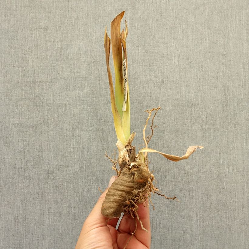 Iris germanica Ambertime - Bearded Iris bare-root rhizome sample as delivered in winter