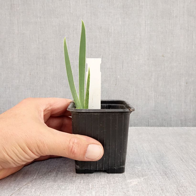 Iris germanica Arpege - Bearded Iris 8/9 cm pot sample as delivered in autumn