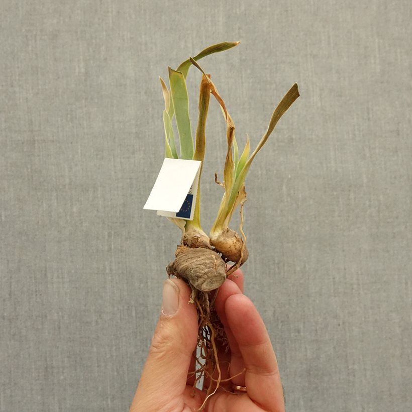 Iris germanica Aubigny Auld Alliance - Tall Bearded Iris bare-root rhizome sample as delivered in winter