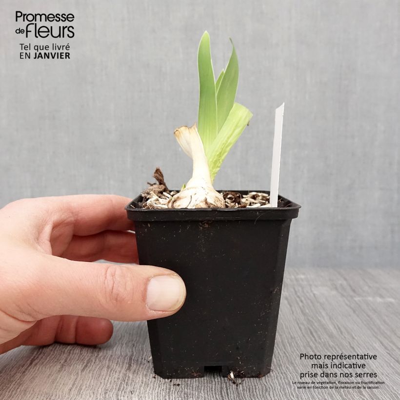 Iris germanica Babbling Brook - Bearded Iris 8/9 cm pot sample as delivered in winter