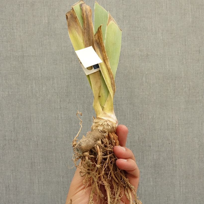 Iris germanica Banded Tiger - Dwarf bearded Iris bare-root rhizome sample as delivered in winter