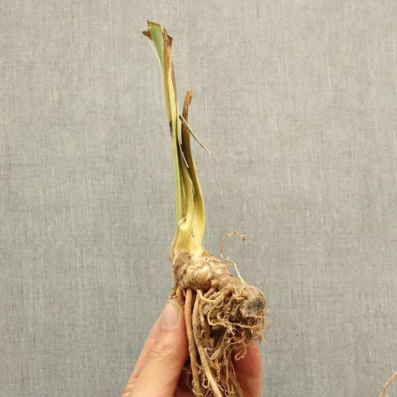 Iris germanica Be My Angel - Dwarf bearded Iris bare-root rhizome sample as delivered in winter