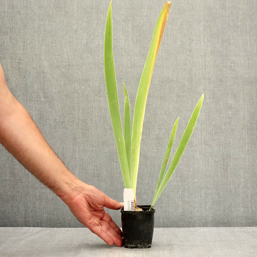 Iris germanica Belle Surprise - Bearded Iris 8/9 cm pot sample as delivered in summer