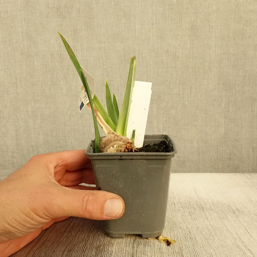 Iris germanica Belle Surprise - Bearded Iris 8/9 cm pot sample as delivered in autumn