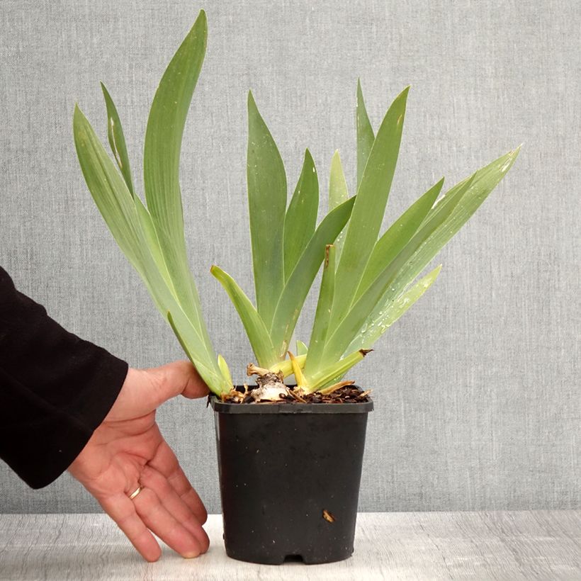 Iris germanica Black Dragon - Bearded Iris 1.5L/2L pot sample as delivered in spring