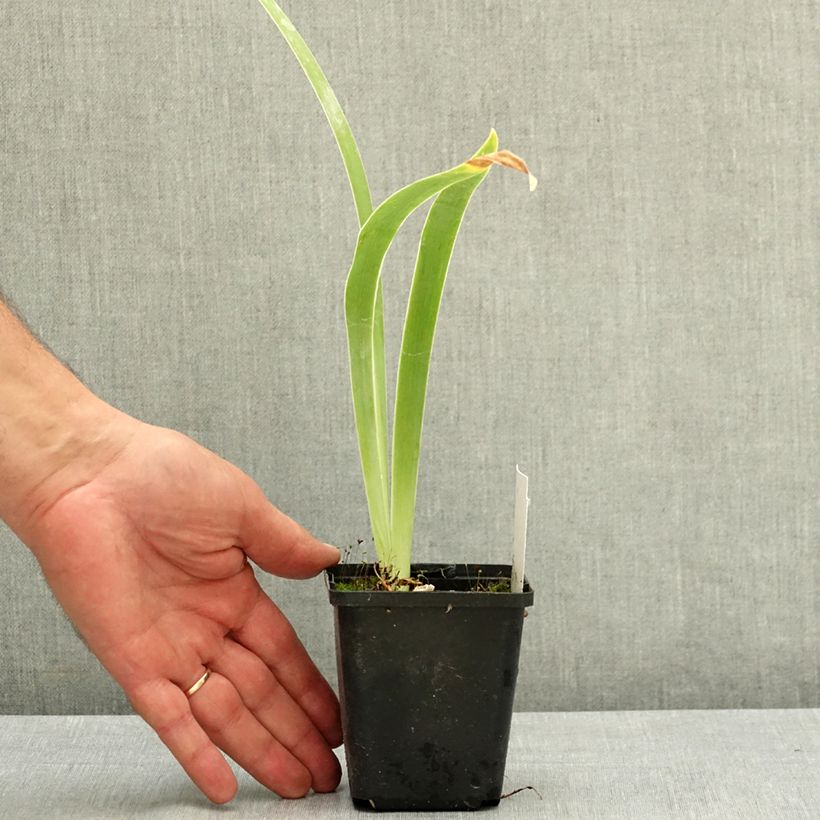 Iris germanica Black Knight - Bearded Iris 8/9 cm pot sample as delivered in summer