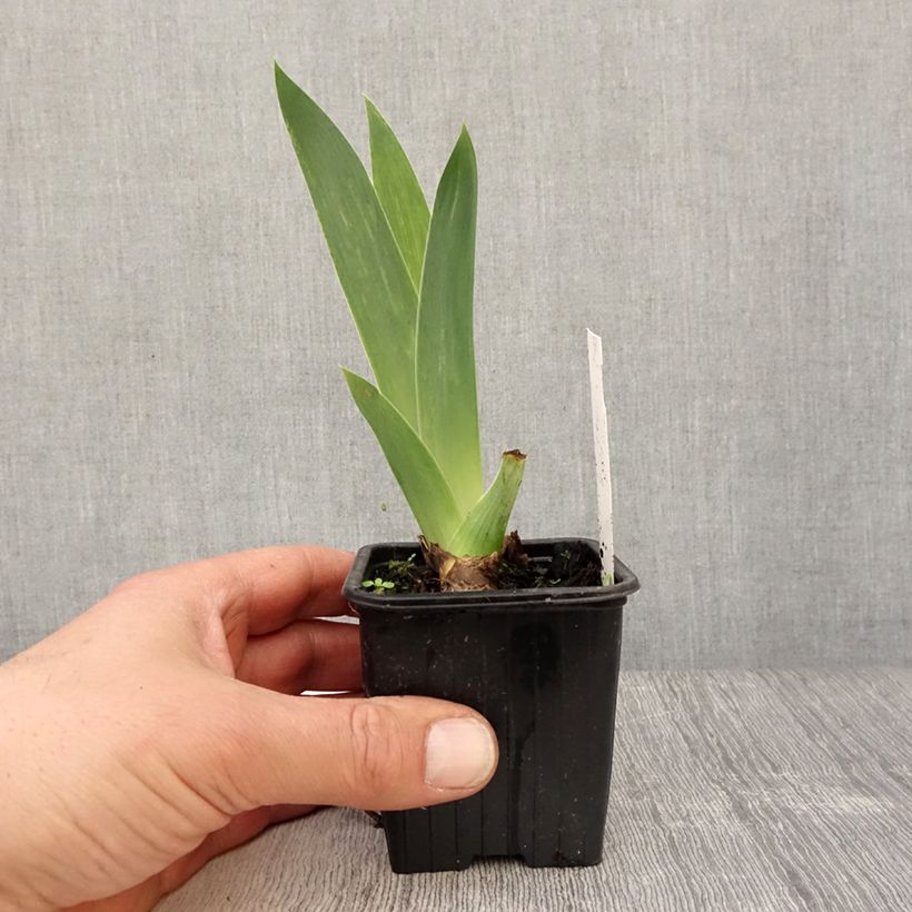 Iris germanica Blue Sapphire - Bearded Iris 8/9 cm pot sample as delivered in spring