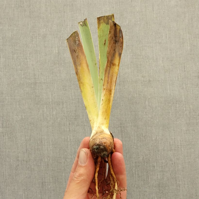 Iris germanica Brilliant Disguise - Tall Bearded Iris bare-root rhizome sample as delivered in winter