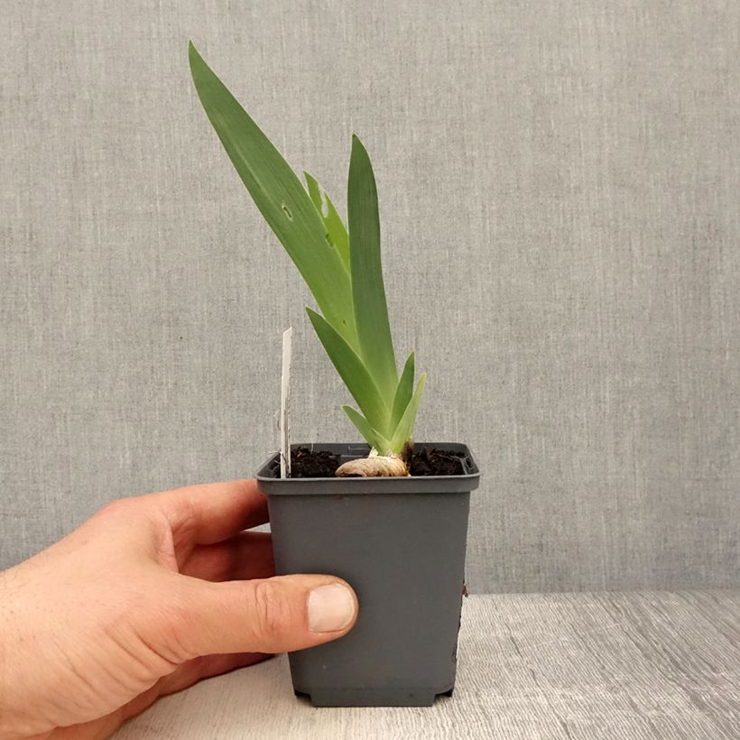 Iris germanica Brindled Beauty - Bearded Iris 8/9 cm pot sample as delivered in spring