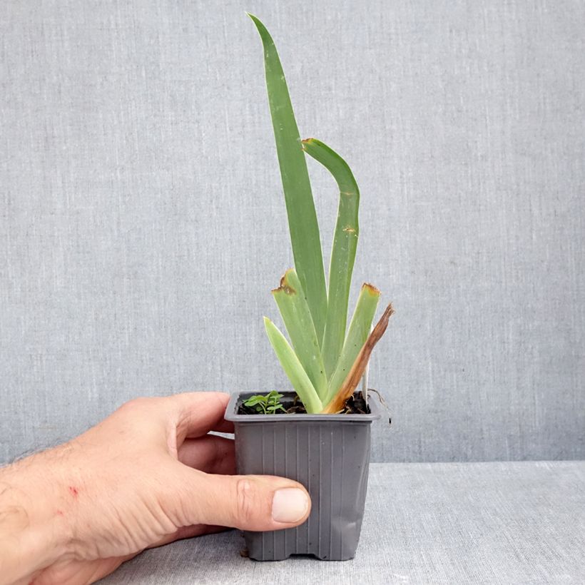 Iris germanica Buffy - Bearded Iris 8/9 cm pot sample as delivered in autumn