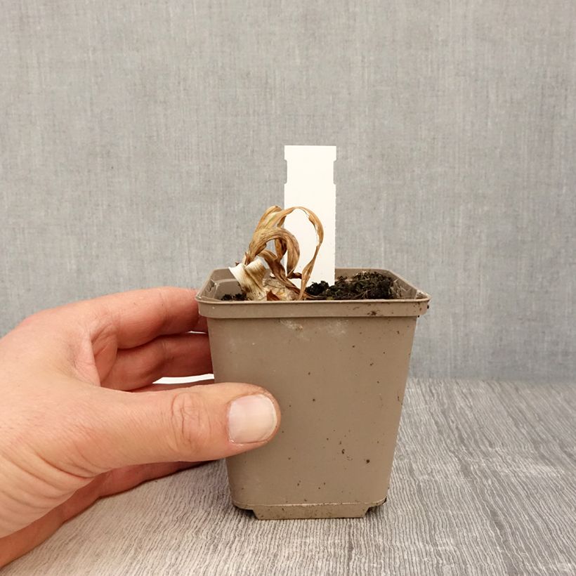 Iris germanica Bullwinkle - Bearded Iris 8/9 cm pot sample as delivered in spring