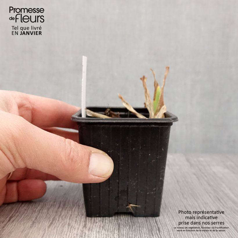 Iris Candy Apple 8/9 cm pot sample as delivered in winter