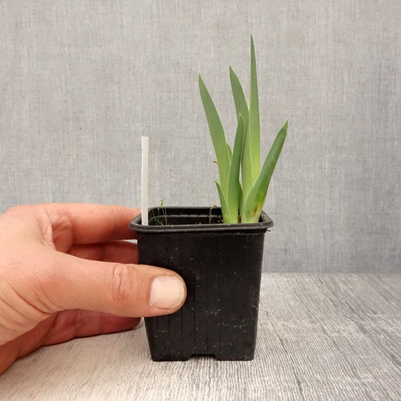 Iris Candy Apple 8/9 cm pot sample as delivered in spring