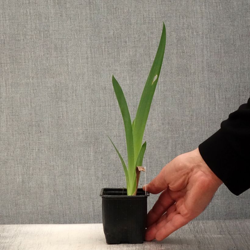 Iris germanica Casino Queen - Bearded Iris 8/9 cm pot sample as delivered in spring