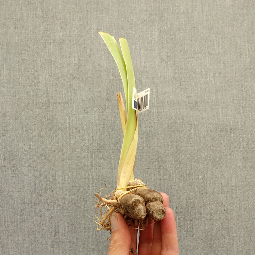 Iris germanica Circus Dragon - Dwarf bearded Iris bare-root rhizome sample as delivered in winter