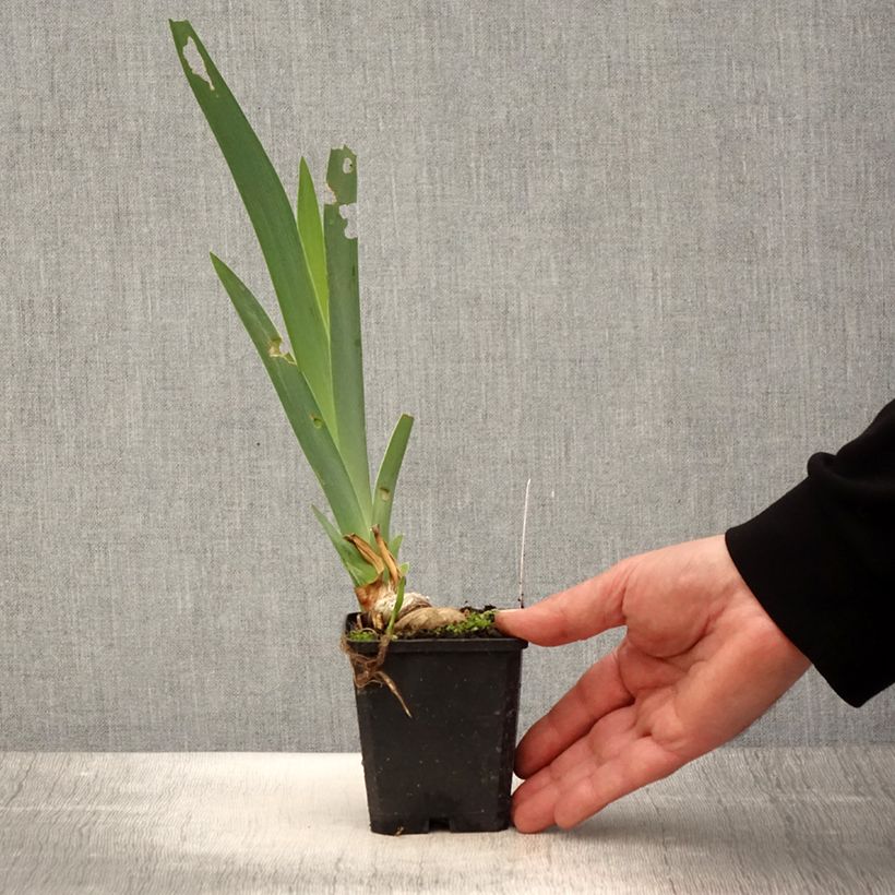 Iris germanica Coffee Trader 8/9 cm pot sample as delivered in spring