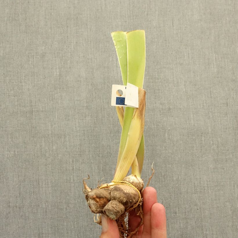 Iris germanica Coloration Végétale - Bearded Iris bare-root rhizome sample as delivered in winter