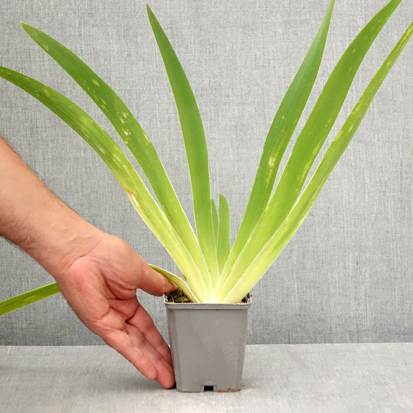 Iris germanica Comme un Sourire - Bearded Iris  8/9 cm pot sample as delivered in autumn