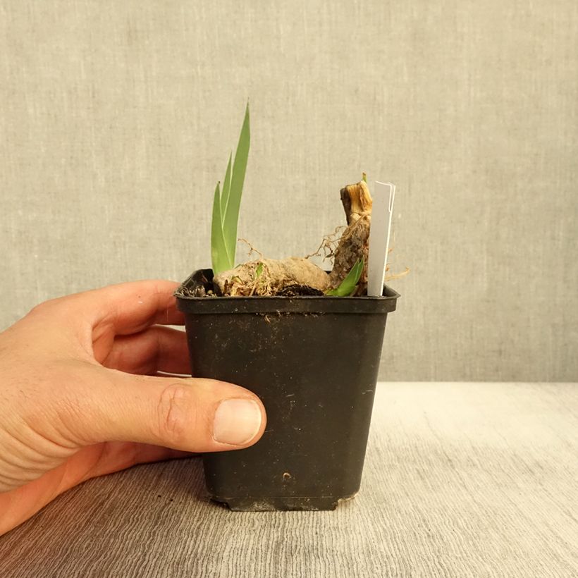 Iris germanica Crimson Tiger 8/9 cm pot sample as delivered in autumn