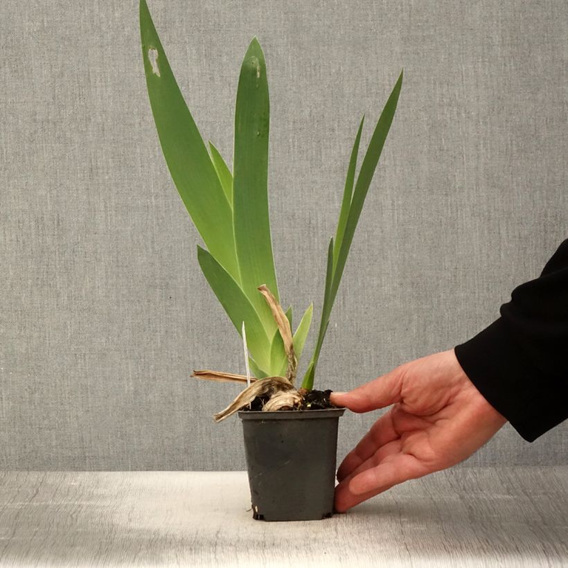 Iris germanica Crimson Tiger 8/9 cm pot sample as delivered in spring