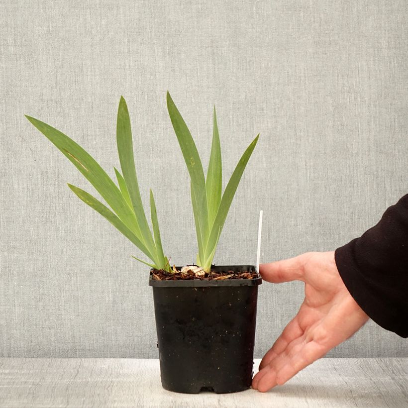 Iris germanica Crinoline - Bearded Iris 1.5L/2L pot sample as delivered in spring