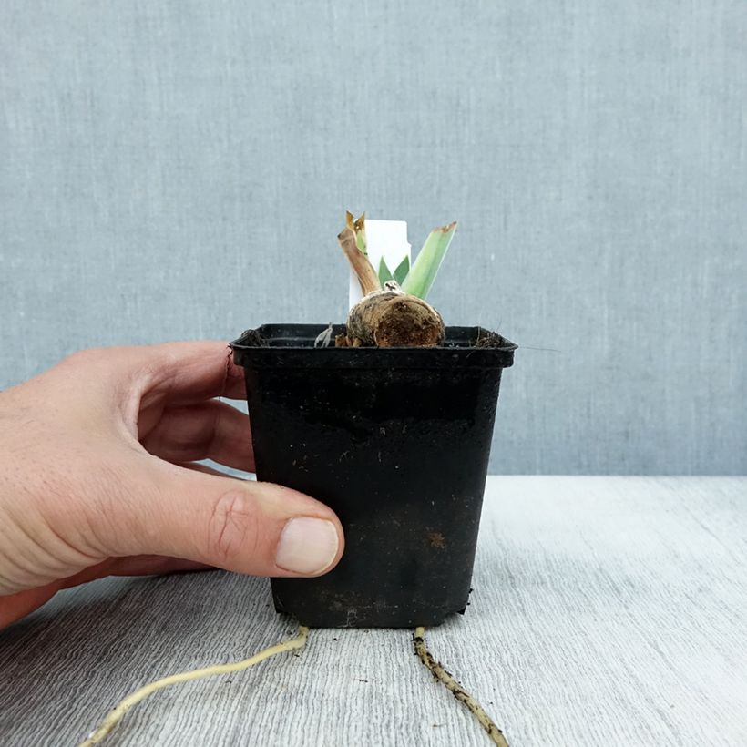 Iris germanica Dangerous Mood 8/9 cm pot sample as delivered in autumn