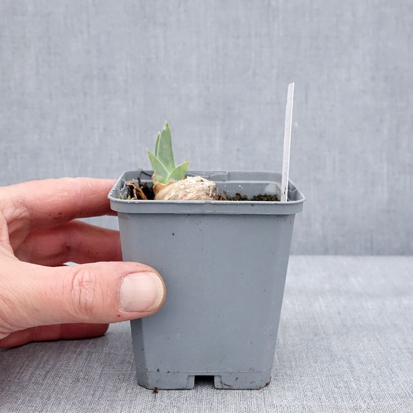 Iris germanica Dangerous Mood 8/9 cm pot sample as delivered in winter