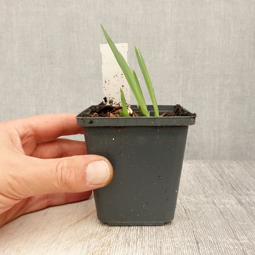 Iris germanica Dangerous Mood 8/9 cm pot sample as delivered in spring