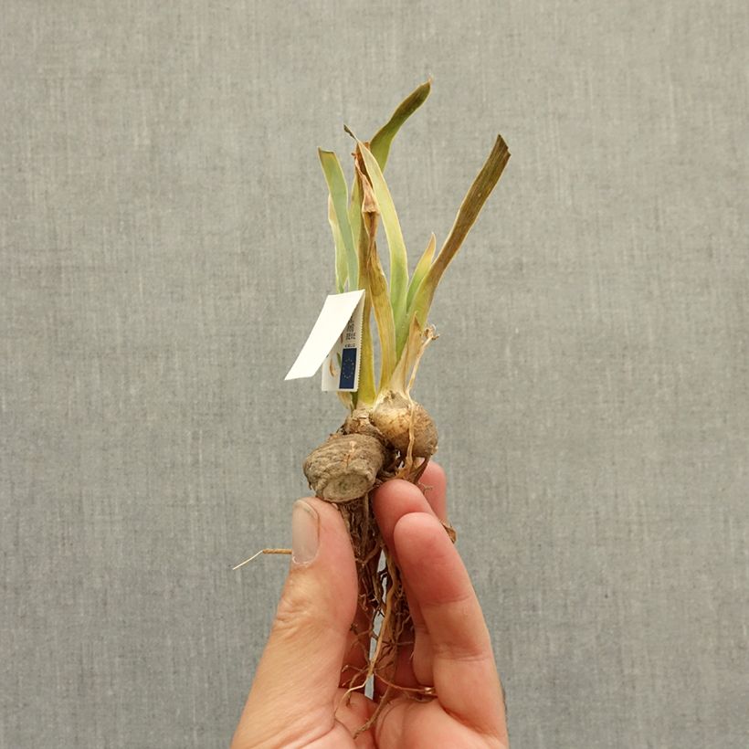 Iris germanica Danseuse d’Asie - Tall Bearded Iris bare-root rhizome sample as delivered in winter