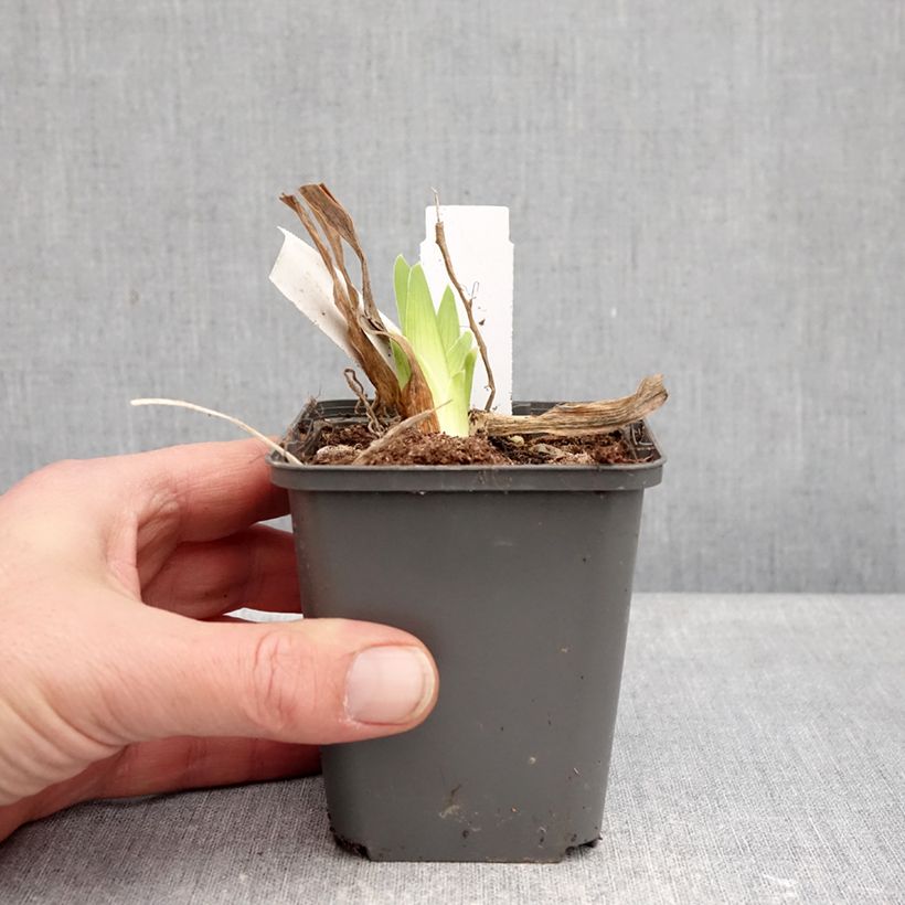 Iris germanica Deep Dark Secret 8/9 cm pot sample as delivered in winter