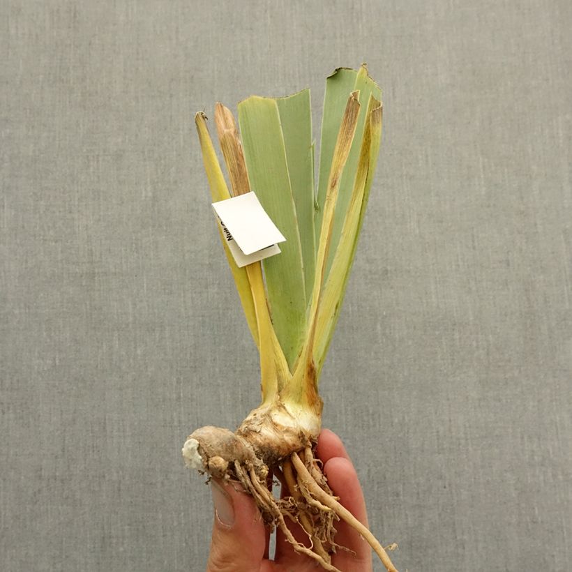 Iris germanica Delta Blues - Bearded Iris bare-root rhizome sample as delivered in winter