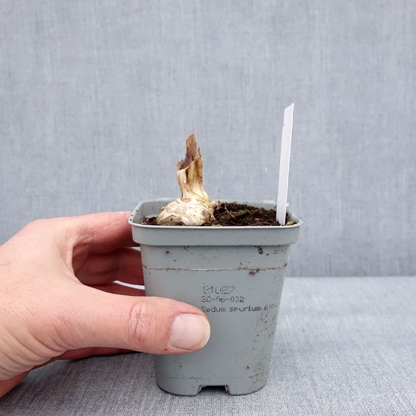 Iris germanica Dernier Cri 8/9 cm pot sample as delivered in winter