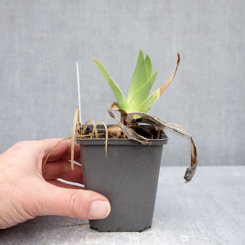 Iris germanica Devil's Lake - Tall bearded iris 8/9 cm pot sample as delivered in winter