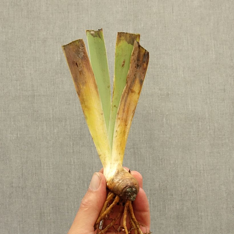 Iris germanica Dinky Circus - Dwarf Bearded Iris bare-root rhizome sample as delivered in winter